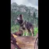 🤩 Эмодзи «Волчатко» для Telegram