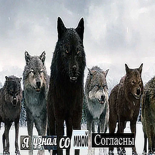 😙 Стикер «Волчья Стая» для Telegram