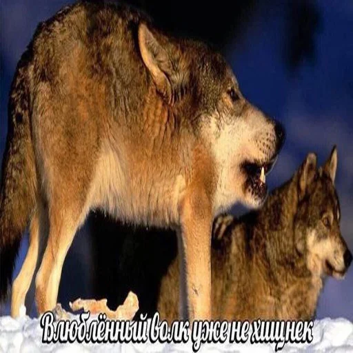 😙 Стикер «Волчья Стая» для Telegram