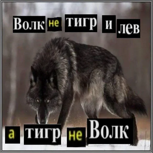 🤨 Стикер «Волчья Стая» для Telegram