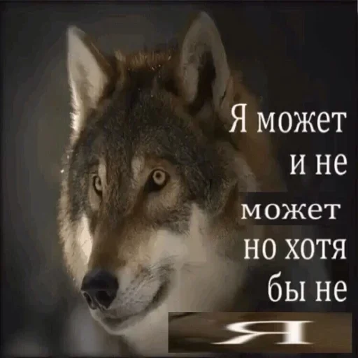 😌 Стикер «Волчья Стая» для Telegram