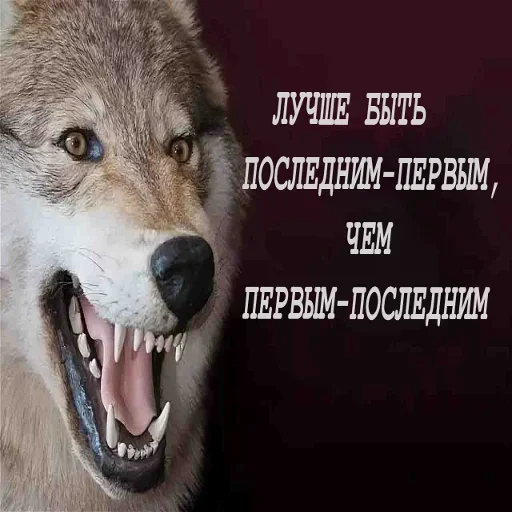 😜 Стикер «Волчья Стая» для Telegram
