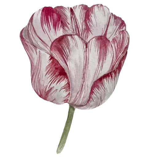 😘 Стикер «Hare brained» для Telegram
