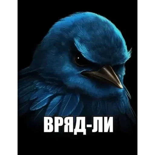 Стикерпак Birds Memes для Telegram — скачать