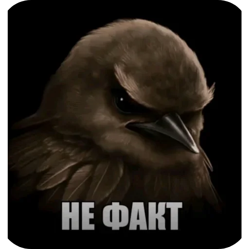 🐦 Стикер «Birds Memes» для Telegram