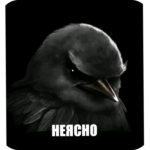 🐦 Стикер «Birds Memes» для Telegram