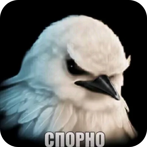 Вряд-ли