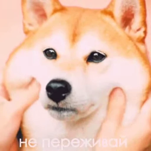 Стикерпак Success для Telegram — скачать