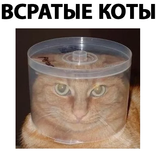 Стикерпак Всратые Коты для Telegram — скачать