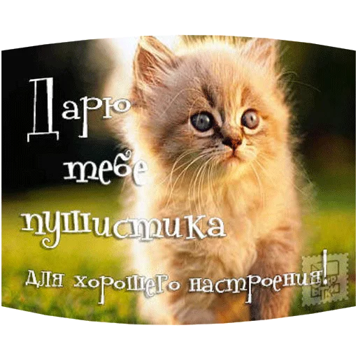 😽 Стикер «ВсратыеОдноклассники» для Telegram