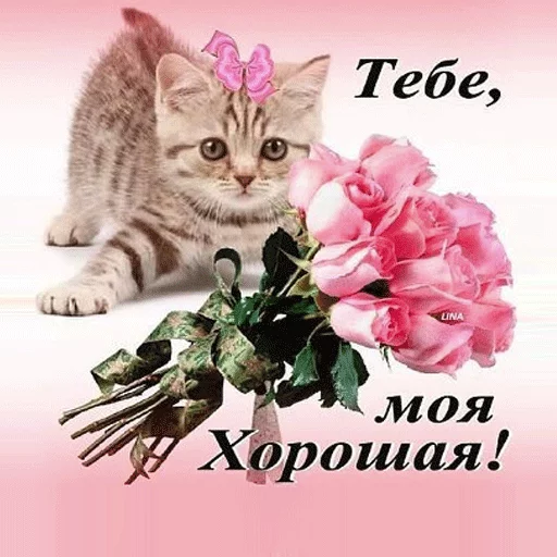 🌷 Стикер «ВсратыеОдноклассники» для Telegram