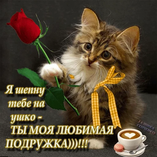 💏 Стикер «ВсратыеОдноклассники» для Telegram