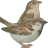 🐦‍⬛ Эмодзи «👼 vintage» для Telegram