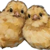 🐣 Эмодзи «👼 vintage» для Telegram