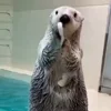 🤩 Эмодзи «Выдры Tg» для Telegram