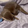 🤩 Эмодзи «Выдры Tg» для Telegram