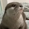 🤩 Эмодзи «Выдры Tg» для Telegram