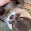 🤩 Эмодзи «Выдры Tg» для Telegram