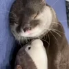 🤩 Эмодзи «Выдры Tg» для Telegram