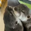 🤩 Эмодзи «Выдры Tg» для Telegram