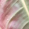 🍏 Эмодзи «⬚͒ ྀ ۙ ــڪ» для Telegram