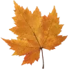 🤩 Эмодзи «Woods» для Telegram