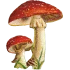 🤩 Эмодзи «Woods» для Telegram