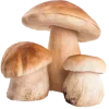 🤩 Эмодзи «Woods» для Telegram