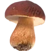 🤩 Эмодзи «Woods» для Telegram