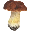 🤩 Эмодзи «Woods» для Telegram