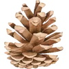 🤩 Эмодзи «Woods» для Telegram