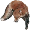 🤩 Эмодзи «Woods» для Telegram