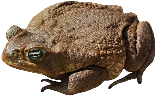 🐸 Стикер «ваффл!» для Telegram