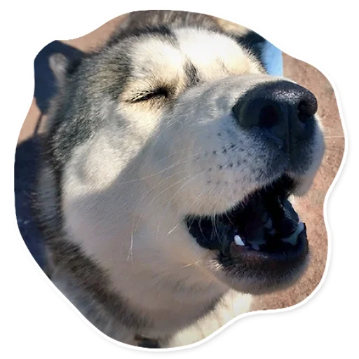 🗣 Стикер «АЙДА ГУЛЯТЬ» для Telegram
