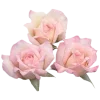 🤩 Эмодзи «𝒔𝒐𝒇𝒕𝒄𝒐𝒓𝒆 ➮» для Telegram