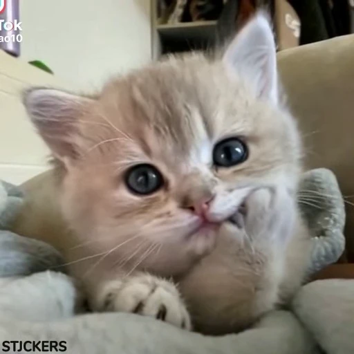 🙂 Стикер «More Stickers ?» для Telegram