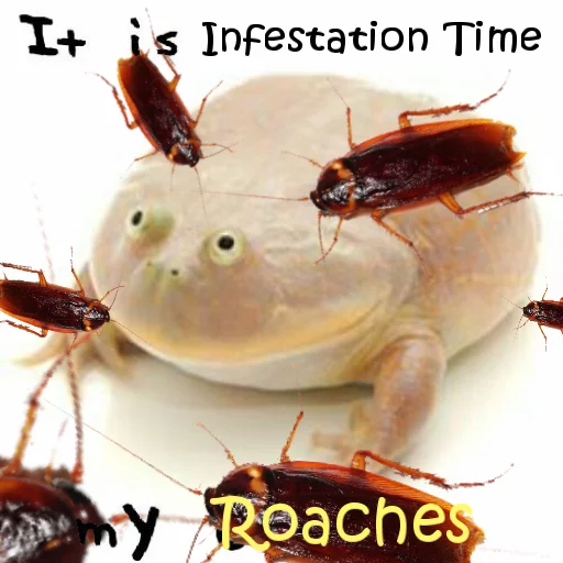 🐞 Стикер «Wednesday My Dudes» для Telegram