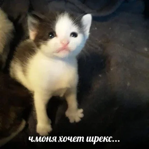 🥺 Стикер «&; мяу . . ↬ >> ??» для Telegram