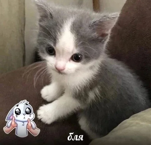 Стикерпак &amp;; мяу . . ↬ >> ?? для Telegram — скачать