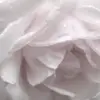🌟 Эмодзи «White and Pink» для Telegram