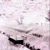 🤩 Эмодзи «White and Pink» для Telegram