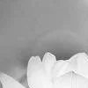 😀 Эмодзи «White and Pink» для Telegram