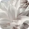 🌟 Эмодзи «White and Pink» для Telegram