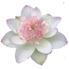🌸 Эмодзи «White» для Telegram