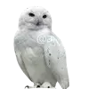 🤩 Эмодзи «White» для Telegram