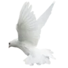 🕊️ Эмодзи «White Amp Black» для Telegram