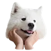 😊 Эмодзи «White Dog Emoji» для Telegram