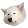 🫤 Эмодзи «White Dog Emoji» для Telegram