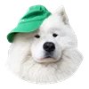 🧢 Эмодзи «White Dog Emoji» для Telegram