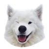 😉 Эмодзи «White Dog Emoji» для Telegram